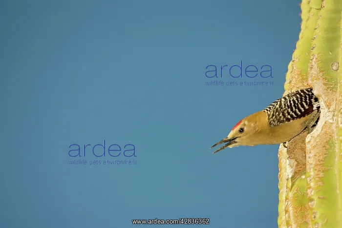 : Gila Woodpecker - Emerging from nest in Saguaro cactus : Gila Woodpecker - Emerging from nest in Saguaro cactus