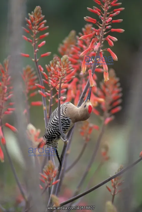 : Gila Woodpecker - feeding on nectar in Aloe Vera blossoms : Gila Woodpecker - feeding on nectar in Aloe Vera blossoms