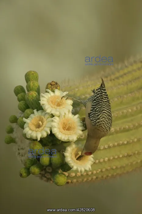 : Gila Woodpecker - Feeding on nectar and insects in : Gila Woodpecker - Feeding on nectar and insects in