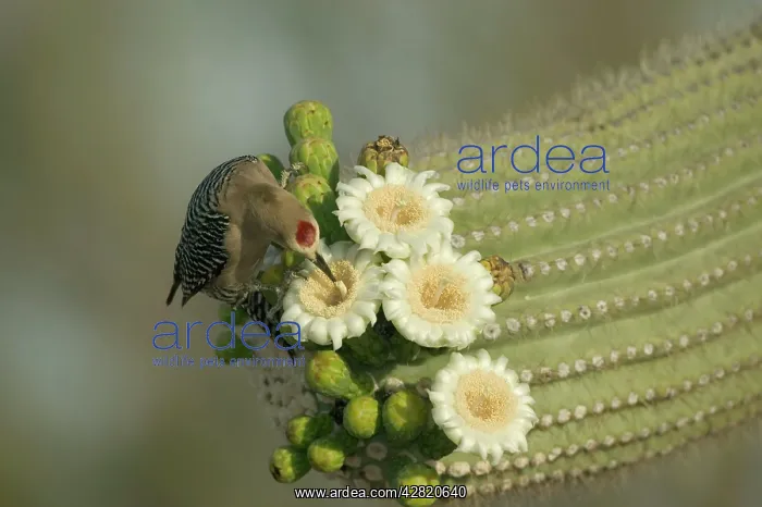 : Gila Woodpecker - Feeding on nectar and insects from : Gila Woodpecker - Feeding on nectar and insects from