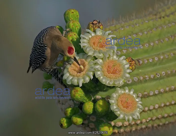  : Gila Woodpecker - Feeding on nectar and insects