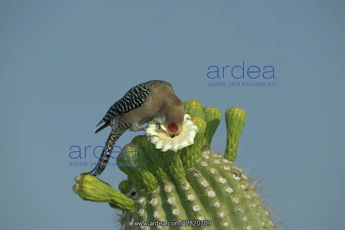 : Gila Woodpecker - Feeding on nectar and insects from : Gila Woodpecker - Feeding on nectar and insects from