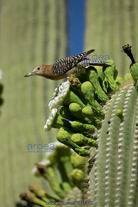  : Gila Woodpecker - feeding on nectar and insects