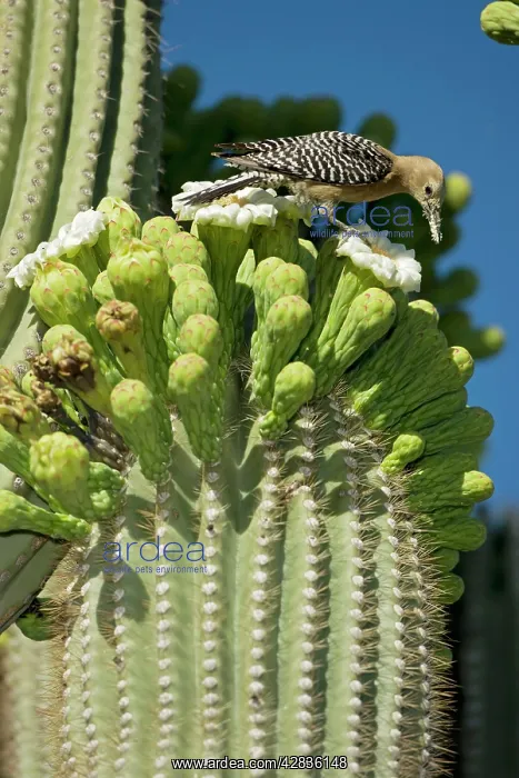 : Gila Woodpecker - Feeding on nectar and insects : Gila Woodpecker - Feeding on nectar and insects