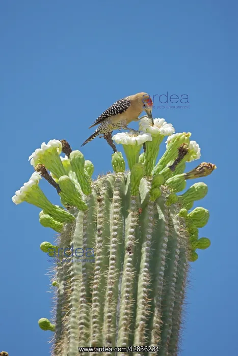 : Gila Woodpecker - Feeding on nectar and insects : Gila Woodpecker - Feeding on nectar and insects
