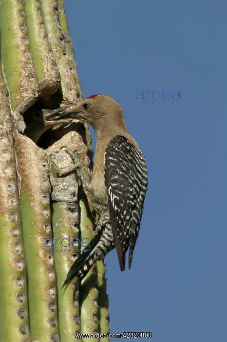 : Gila Woodpecker - Feeding young at : Gila Woodpecker - Feeding young at