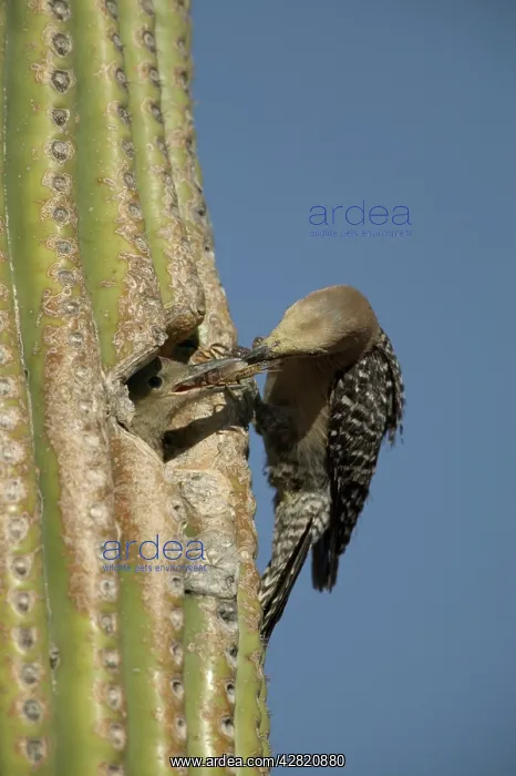 : Gila Woodpecker - Feeding young at : Gila Woodpecker - Feeding young at