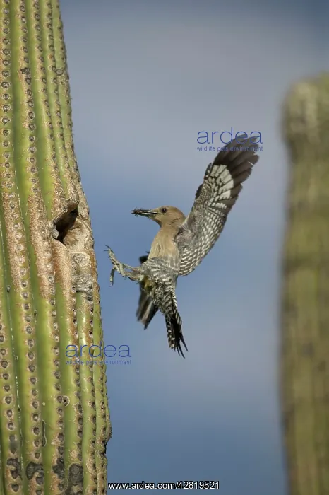 : Gila Woodpecker - in flight, arriving at nest with : Gila Woodpecker - in flight, arriving at nest with