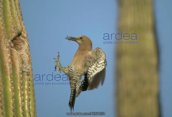 : Gila Woodpecker - in flight, arriving at nest in Cactus : Gila Woodpecker - in flight, arriving at nest in Cactus