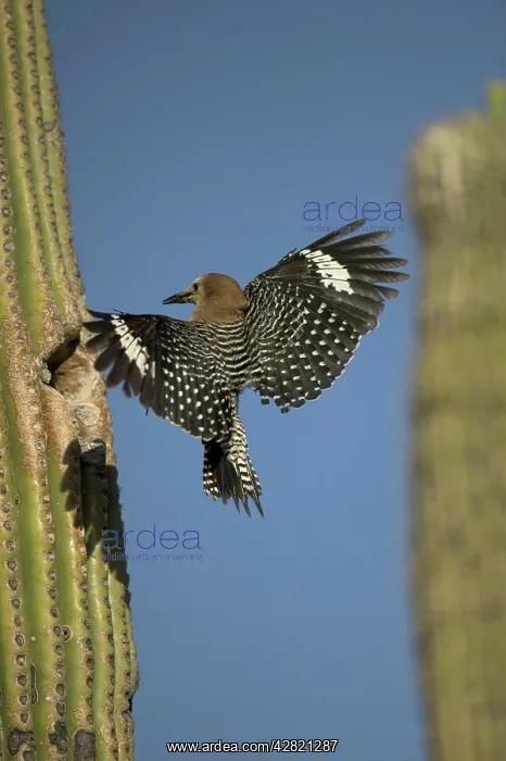: Gila Woodpecker - in flight, arriving at nest in Cactus : Gila Woodpecker - in flight, arriving at nest in Cactus