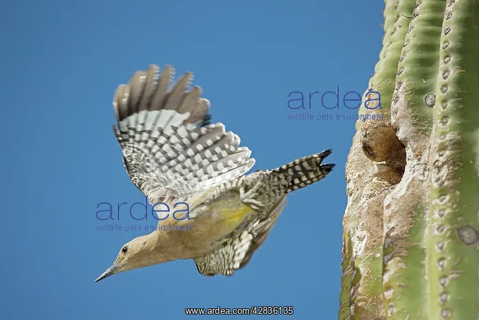 : Gila Woodpecker - In flight emerging from nest : Gila Woodpecker - In flight emerging from nest