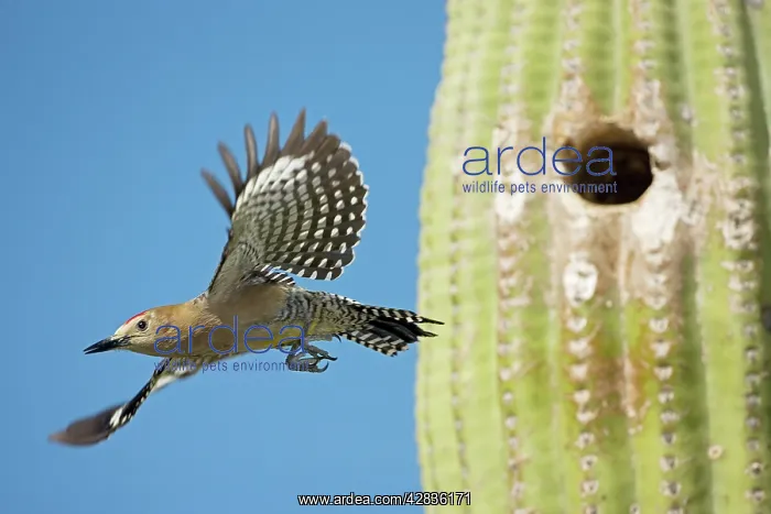: Gila Woodpecker - In flight emerging from nest : Gila Woodpecker - In flight emerging from nest