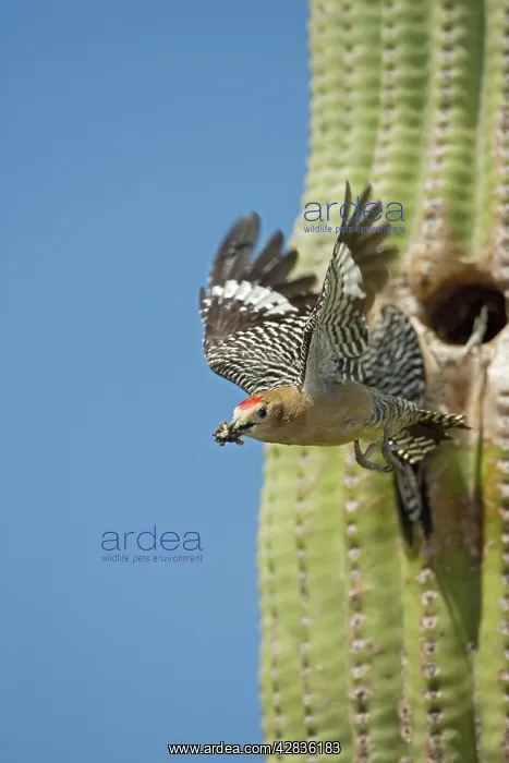 : Gila Woodpecker - In flight emerging from nest : Gila Woodpecker - In flight emerging from nest