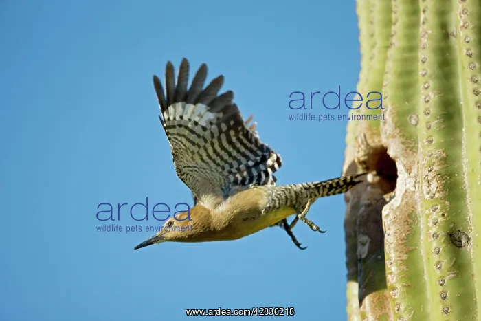 : Gila Woodpecker - In flight emerging from nest : Gila Woodpecker - In flight emerging from nest