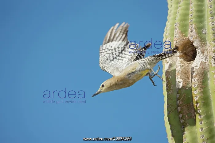 : Gila Woodpecker - In flight emerging from nest : Gila Woodpecker - In flight emerging from nest