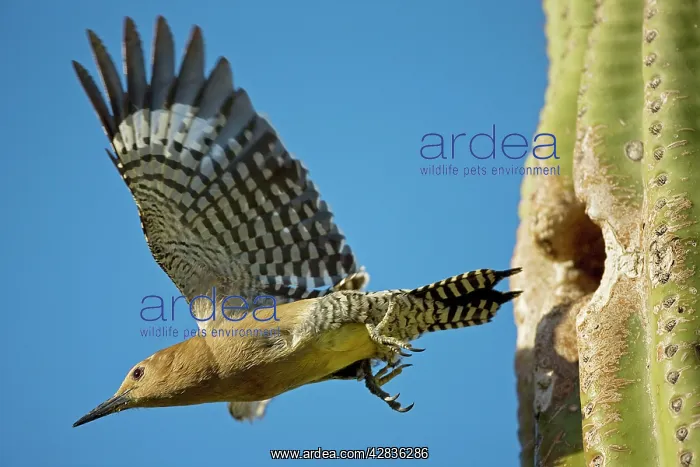 : Gila Woodpecker - In flight emerging from nest : Gila Woodpecker - In flight emerging from nest