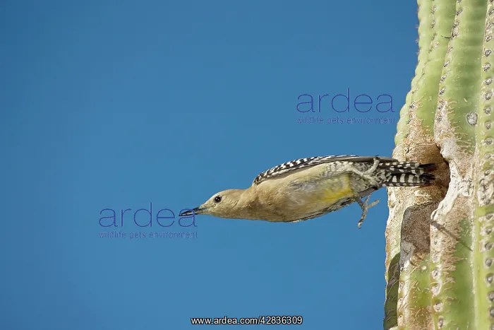 : Gila Woodpecker - In flight emerging from nest : Gila Woodpecker - In flight emerging from nest