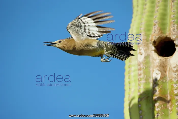 : Gila Woodpecker - In flight emerging from nest : Gila Woodpecker - In flight emerging from nest