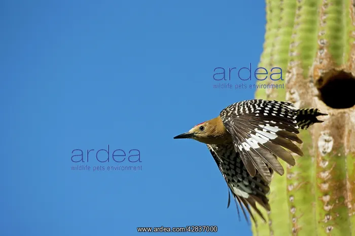 : Gila Woodpecker - In flight emerging from nest : Gila Woodpecker - In flight emerging from nest