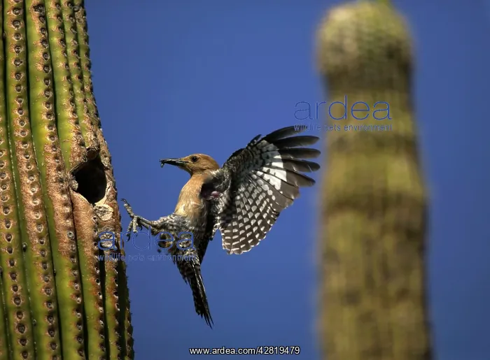  : Gila Woodpecker - in flight, entering nest with
