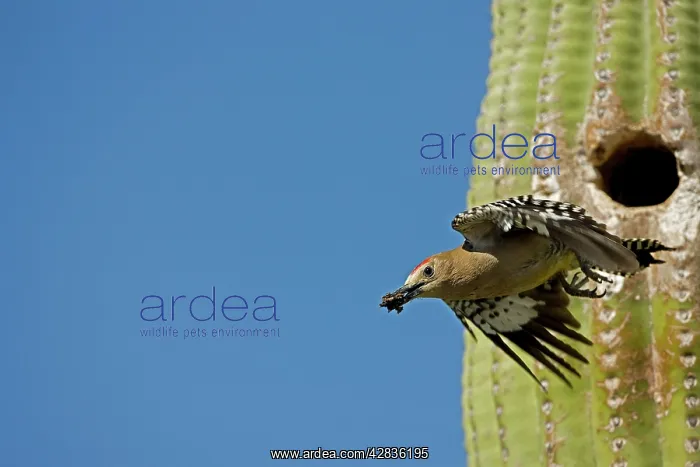: Gila Woodpecker - In flight with food in mouth : Gila Woodpecker - In flight with food in mouth