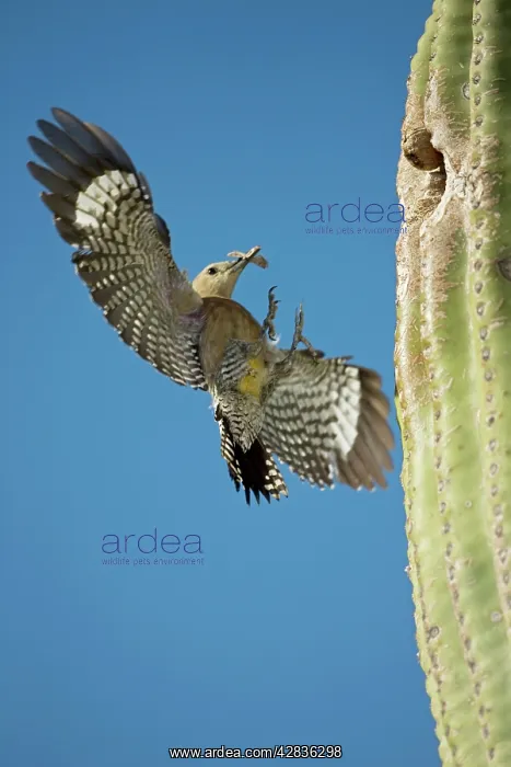 : Gila Woodpecker - In flight landing on nest in : Gila Woodpecker - In flight landing on nest in
