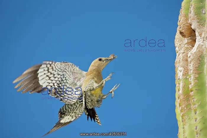 : Gila Woodpecker - In flight Landing on nest in : Gila Woodpecker - In flight Landing on nest in