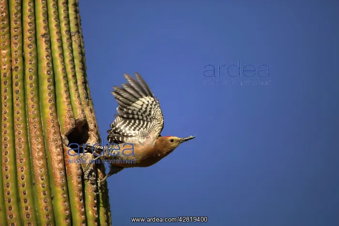 : Gila Woodpecker - In flight, leaving nest : Gila Woodpecker - In flight, leaving nest
