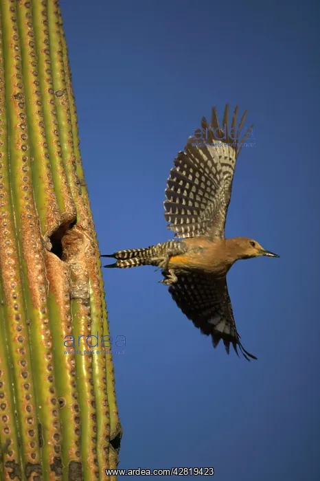 : Gila Woodpecker - In flight, leaving nest : Gila Woodpecker - In flight, leaving nest