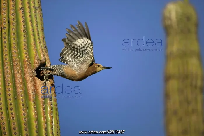 : Gila Woodpecker - in flight, leaving nest : Gila Woodpecker - in flight, leaving nest