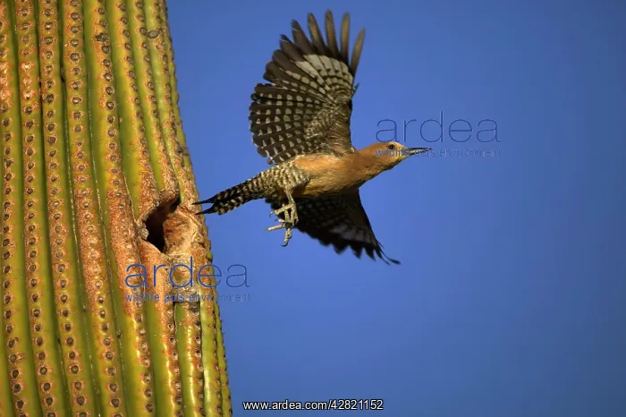 : Gila Woodpecker - in flight, leaving nest in cactus : Gila Woodpecker - in flight, leaving nest in cactus