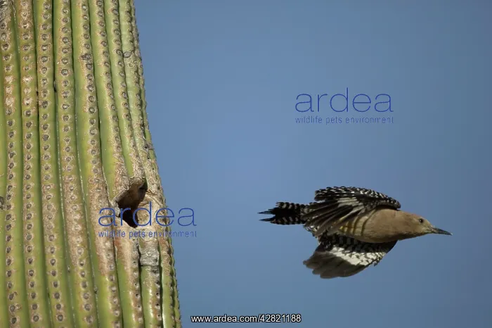 : Gila Woodpecker - in flight leaving nest in Cactus : Gila Woodpecker - in flight leaving nest in Cactus