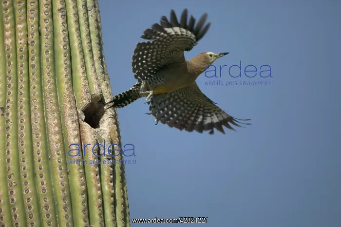 : Gila Woodpecker - in flight leaving nest in Cactus : Gila Woodpecker - in flight leaving nest in Cactus