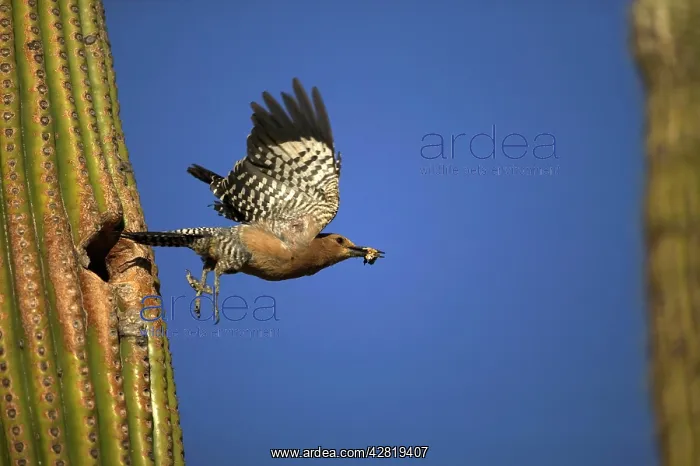 : Gila Woodpecker - In flight, leaving nest with food in mouth : Gila Woodpecker - In flight, leaving nest with food in mouth