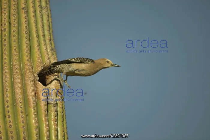 : Gila Woodpecker - Leaving nest in : Gila Woodpecker - Leaving nest in