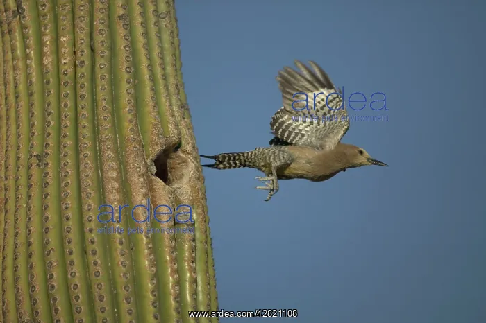  : Gila Woodpecker - Leaving nest in cactus