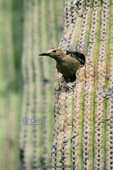  : GILA WOODPECKER - Male
