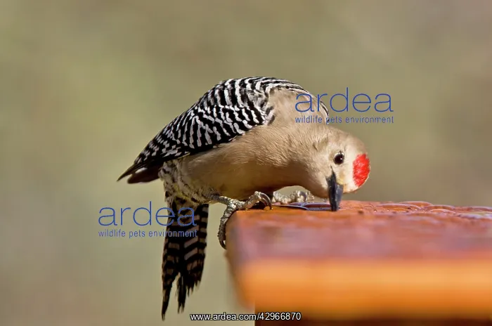  : Gila Woodpecker - male - drinking water drops