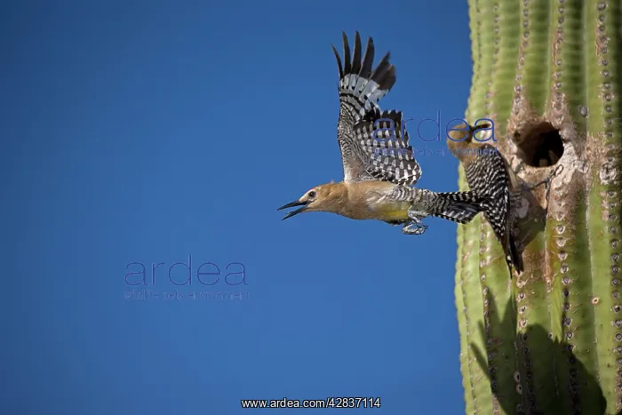  : Gila Woodpecker - Male emerging from nest in Saguaro