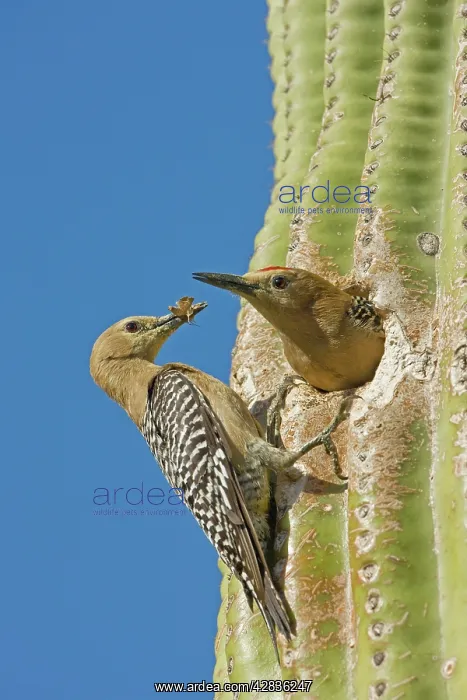 : Gila Woodpecker - Male and female at nest in Saguaro cactus : Gila Woodpecker - Male and female at nest in Saguaro cactus