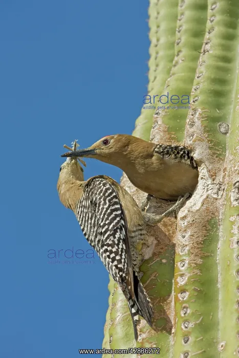 : Gila Woodpecker - Male and female at nest in Saguaro cactus : Gila Woodpecker - Male and female at nest in Saguaro cactus