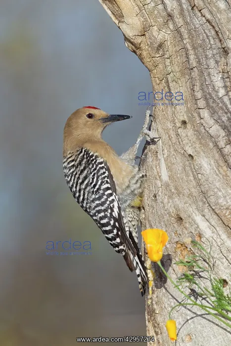 : Gila Woodpecker - male - March : Gila Woodpecker - male - March