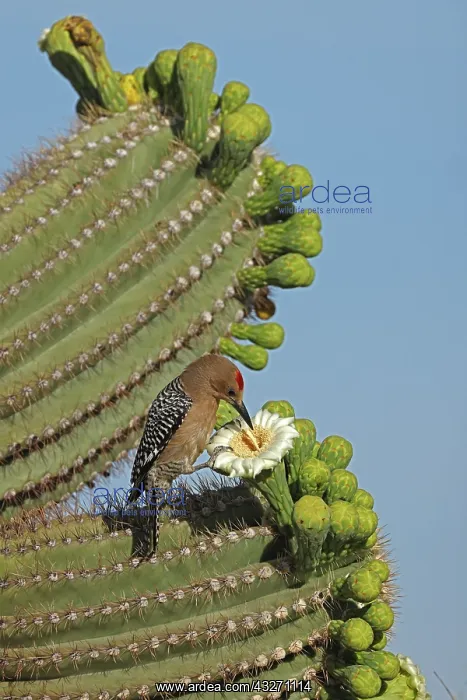 : Gila woodpecker (Melanerpes uropygialis), feeding on nectar : Gila woodpecker (Melanerpes uropygialis), feeding on nectar