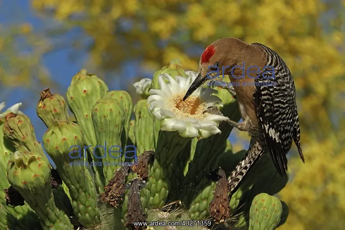 : Gila woodpecker (Melanerpes uropygialis), feeding on nectar a : Gila woodpecker (Melanerpes uropygialis), feeding on nectar a