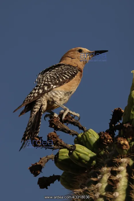 : Gila woodpecker (Melanerpes uropygialis), perched on saguaro : Gila woodpecker (Melanerpes uropygialis), perched on saguaro
