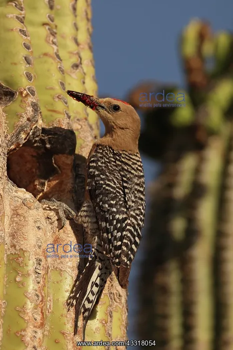 : Gila woodpecker (Melanerpes uropygialis), at nest cavity in : Gila woodpecker (Melanerpes uropygialis), at nest cavity in