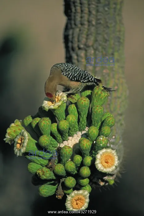 : Gila Woodpecker (Melanerpes uropygialis) - Arizona - feeds o : Gila Woodpecker (Melanerpes uropygialis) - Arizona - feeds o