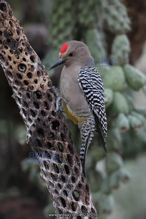 : Gila Woodpecker (Melanerpes uropygialis) - Arizona -On dead : Gila Woodpecker (Melanerpes uropygialis) - Arizona -On dead