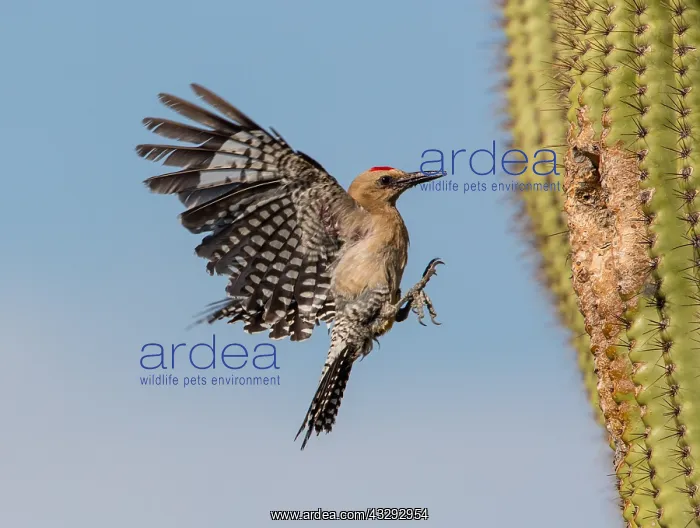 : Gila woodpecker (Melanerpes uropygialis), arriving : Gila woodpecker (Melanerpes uropygialis), arriving