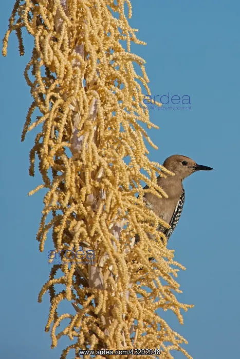 : Gila woodpecker (Melanerpes uropygialis), on blooming : Gila woodpecker (Melanerpes uropygialis), on blooming
